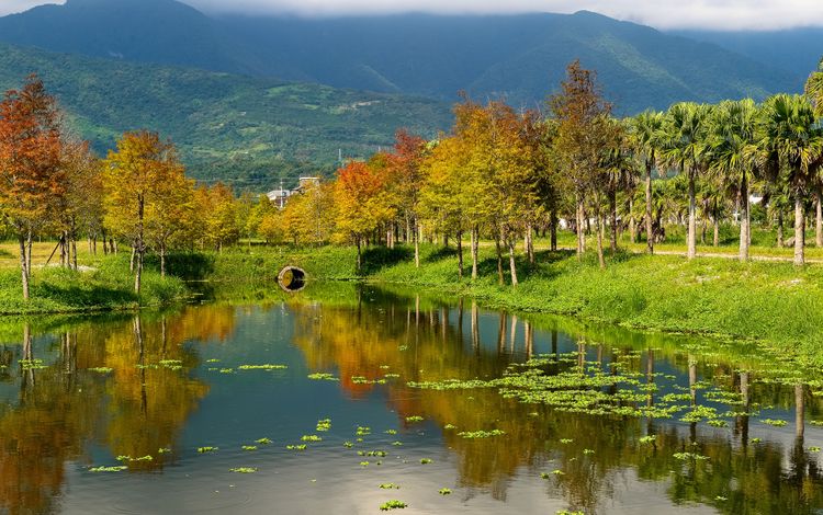 豐之谷生態公園有處鮮為人知的落羽松秘境，每年的10月到12月左右是欣賞變色的最佳時機。理想大地提供