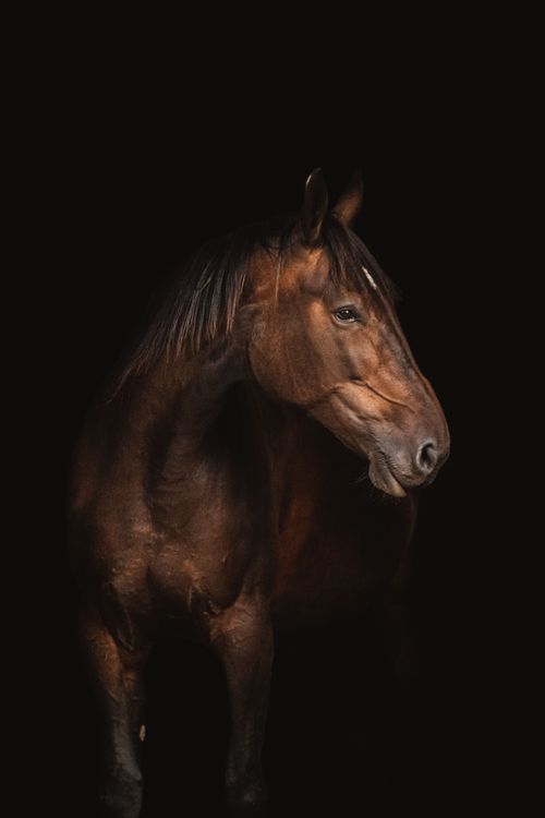 肖馬者獲貴人相助本周工作運勢大躍進。取自Pexels