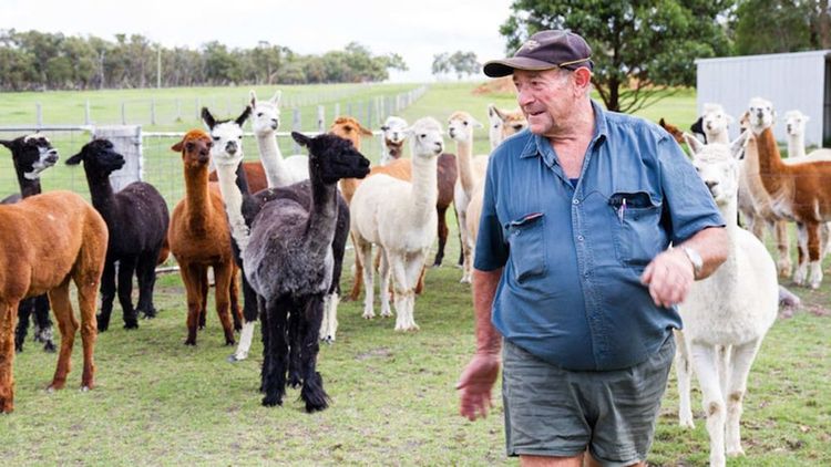 伊德斯和他飼養的羊駝。翻攝自《澳洲廣播公司》
