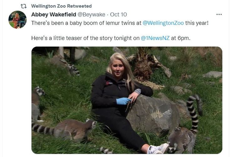 紐西蘭媒體記者採訪喜訊，被一群環尾狐猴包圍。@WellingtonZoo