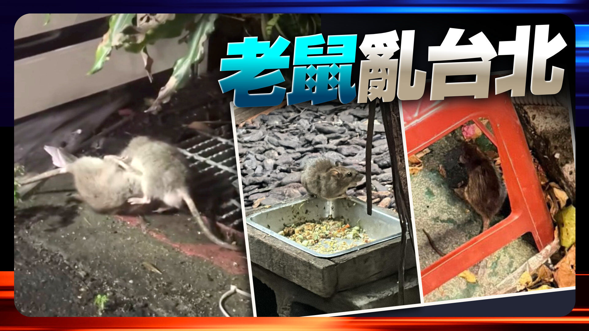 老鼠亂台北