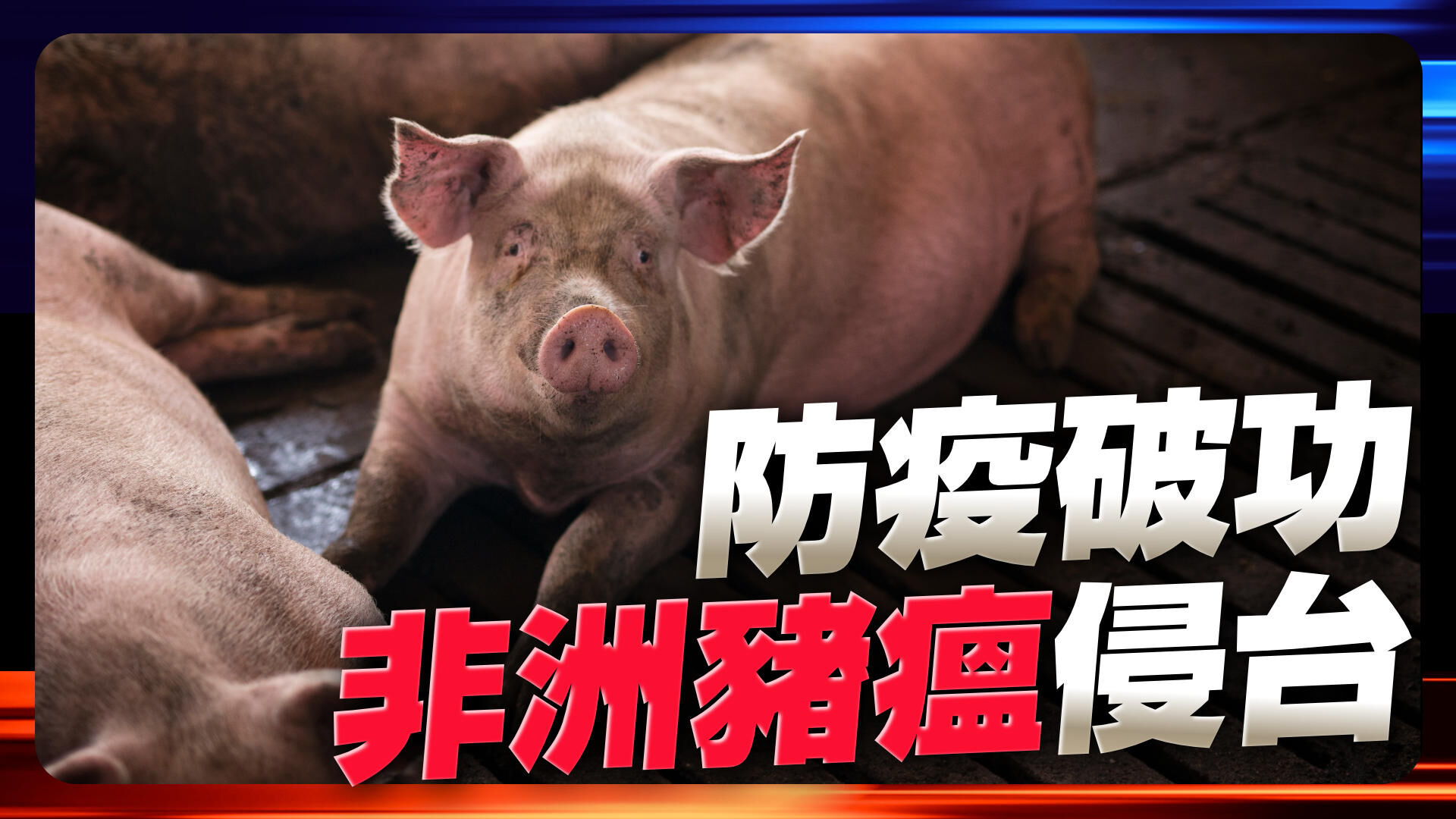 非洲豬瘟防疫破功