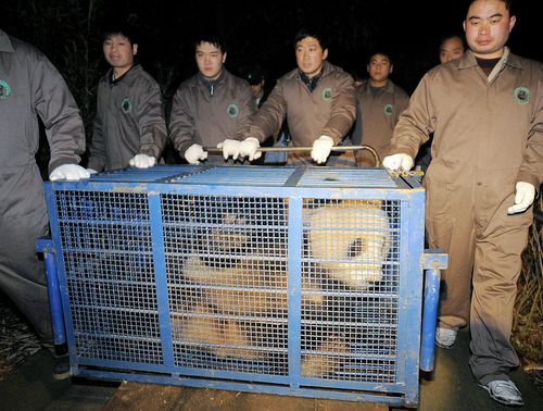 大貓熊國寶團團功在「兩岸外交」 動物明星聲勢14年不墜