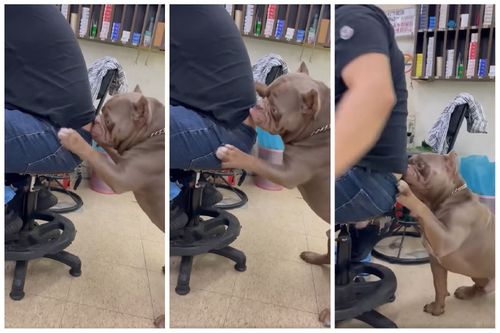 「哥哥裡面有食物」　惡霸犬嗅到好料這舉動讓人噴笑