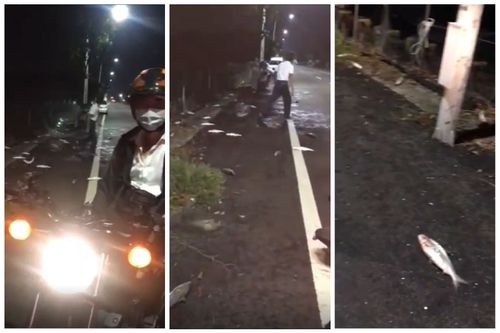 台東一夜狂震!網路瘋傳「魚跳上馬路送死」影片
