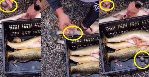 摸到「硬硬的」！百萬釣魚大賽開腸剖肚　冠軍被抓包作弊