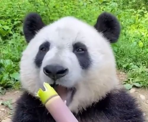 這麼好吃嗎!大熊貓狂吃猛嚼旁若無人 網友全被牠「吃播」征服了