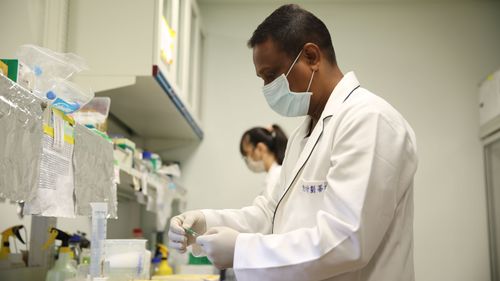 艾草水「喂食」4周稳定干细胞　慈济抗老研究发表《Aging》期刊