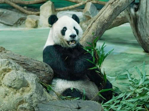 大貓熊團團明天不見客了!園方證實:後肢無力血壓偏高 留置後場觀察