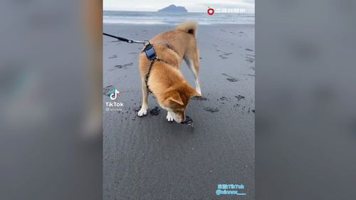 柴柴在沙灘交螃蟹新朋友　伸出友誼之手！下一秒GG了