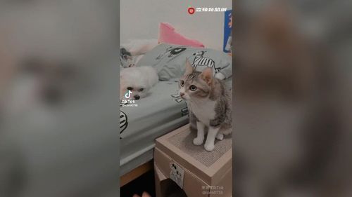 「這次我替你扛了！」　無辜狗在旁看主人逗貓！下秒貓拳往牠臉灌下