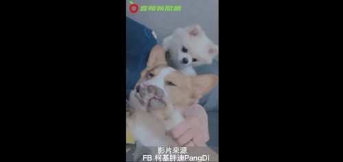 柯基与博美完美诠释 在夜店好想睡!但嗨咖朋友不放过你