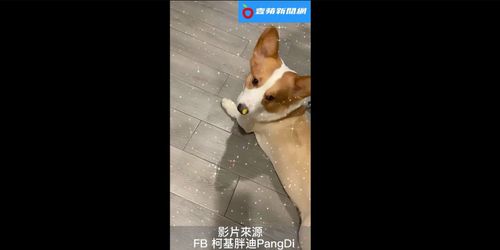 「你幹嘛一直看我啦？」　傻萌柯基鼻頭黏亮片！主人笑：偷跑趴喔？