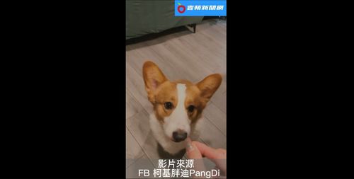 主人壞壞！餵柯基「國王的食物」　吃空氣還能津津有味