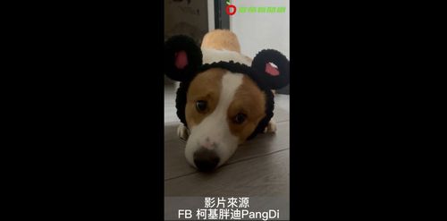 胖柯基戴髮箍趴地賣萌　無辜狗眼「我可愛嗎？」主人已融化