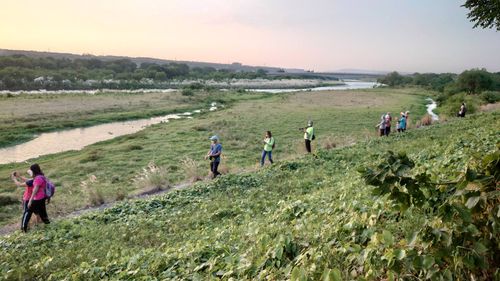 彰化季節限定白茫絕景 貓羅溪芒花大爆發「攝」手搶卡位