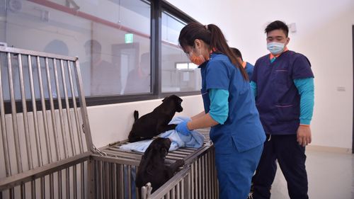 善待動物是社會進步的象徵! 花蓮縣今通過動保自治條例
