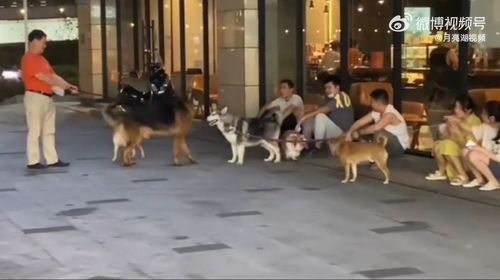 影片|柯基柴柴白目招惹大狼犬 饲主更嚣张「这招解围」让全网怒了