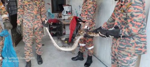 貓籠驚變蛇窩！五尺蟒蛇生吞愛貓　飼主心碎報警