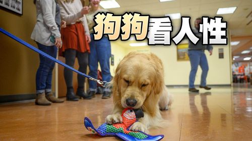 什麼人養什麼狗！　養黃金獵犬的人有這特性