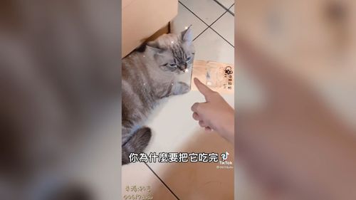 喵皇偷吃零食被叫去懺悔　最後一塊竟然不吃真有反省？