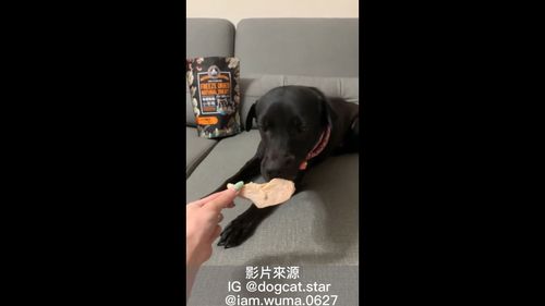 真是好狗命呀！　被主人服侍妥貼的汪汪讓人也想當狗去 