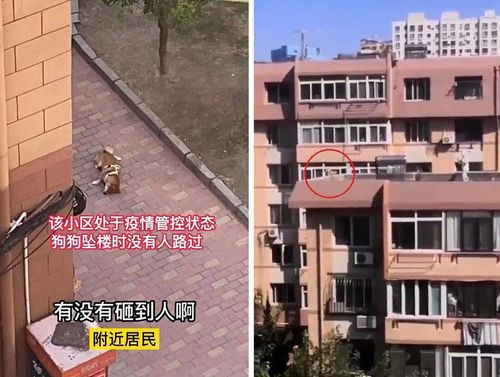 影片｜屋頂遛狗不牽繩！下秒驚呼聲四起　飼主抱憾終生