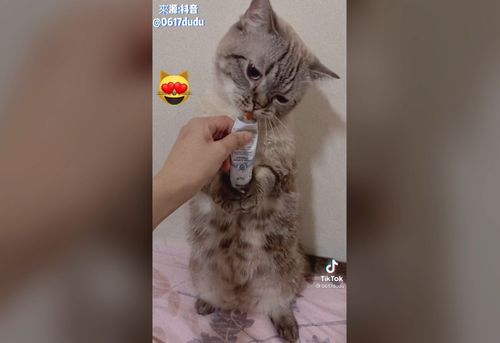 奴才訓練喵皇自己拿著肉泥吃　讓奴才暫時解放一下雙手