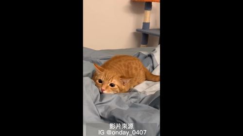 搖著動感屁股的喵喵　真想被被牠飛撲呀！