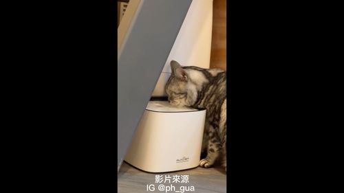 這水是有多好喝呀！　看著喵喵一直喝　真想也喝一口看看	