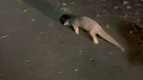  貪玩迷途！穿山甲幼仔逛南橫　警巡邏護送返山林