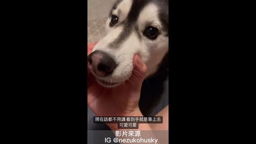 這就是默契！　主人與汪星人用另類的擊掌來展現心靈相通的情感