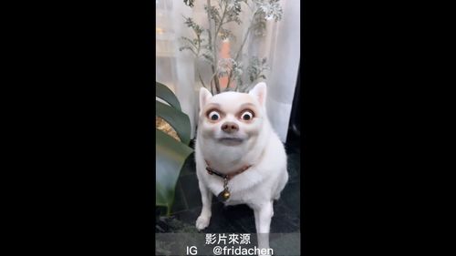 人若呆看面就哉　但這狗臉也未免太殺了吧！	