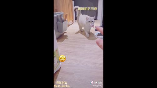 媽媽把球扔出去萌喵馬上撿回來　你丟我撿真的好可愛	