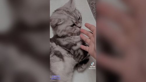 大膽奴才竟然敢偷摸睡覺的貓皇 不要讓本皇不開心