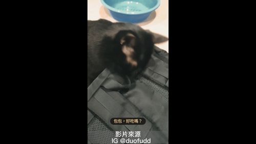 多麼令人陶醉的味道？　讓包包究竟有什麼竟讓貓愛不釋口