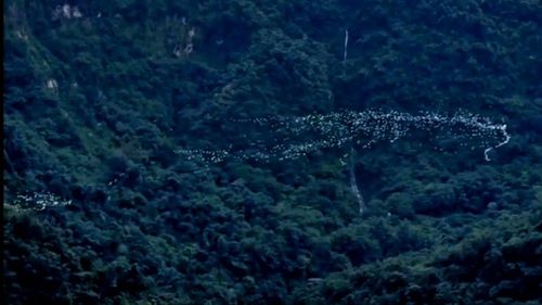 雲嘉秋季限定「萬鷺朝鳳」！山巒驚見白龍翻飛　上萬隻黃頭鷺結伴南遷