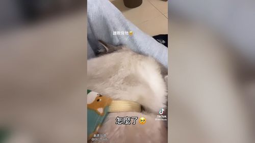 受委屈的小貓咪討抱抱　真想好好給他秀秀　
