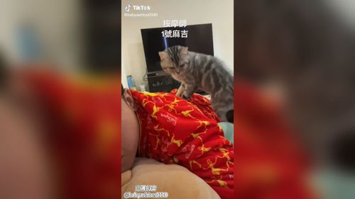 喵喵按摩師在主人身上踏踏  請師傅加強力道按摩