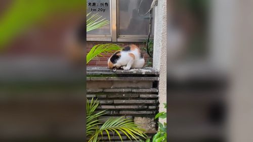 誰家貓咪這樣睡覺　脖子不會酸嗎？
