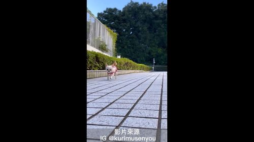 大家來跳恰恰！　這隻吉娃娃魔性的步伐像在跳舞一樣