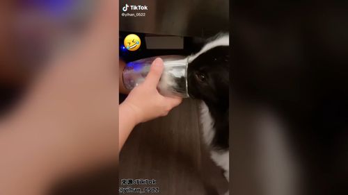 別人的水比較好喝？　汪星人竟然喝到整個嘴巴都塞進去　 　