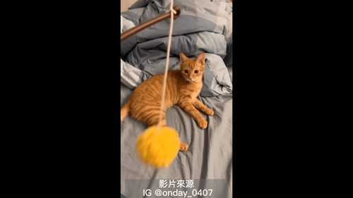  奴才用逗貓棒哼歌和主子玩　喵皇：天上飛的小天使快降臨吧！	