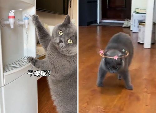 想改掉貓咪喝水壞習慣！飼主加了這一味　害喵星人「不省貓事」