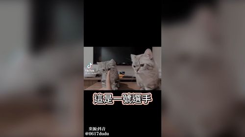 萌貓搶按鈴比賽肉乾　喵皇吃不到竟怒按鈴終於吃到最後一塊