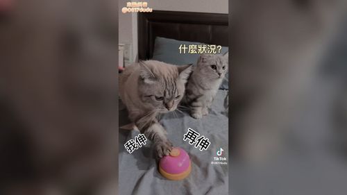 按鈴才能吃肉泥　萌貓傻按衛生紙吃不不到真的太可愛了	