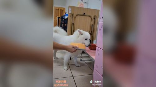 飼料跟點心的差別　汪星人：當然是零食比較好吃呀！  
