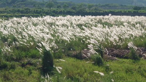 9月雪!貓羅溪祕境芒花大爆發 風吹草低驚見牛群漫步