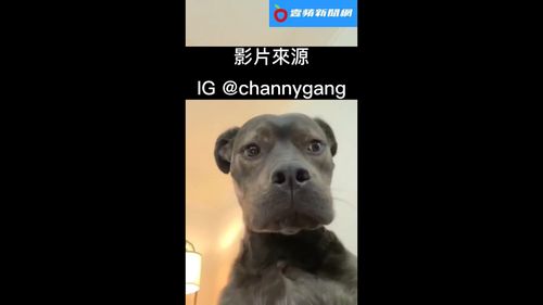 自拍不小心按成錄影！這糗樣人人都有　換成牠可就少見了