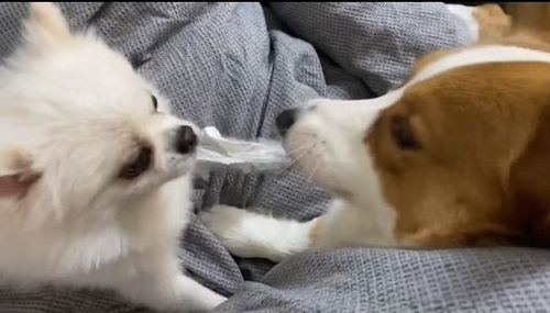 別人的比較好!毛孩為一條破布搶翻天 分毫不讓令人發噱